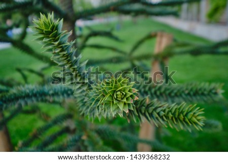 Chilean pine relict of an ancient tree