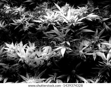 Black and White Sea of green cannabis