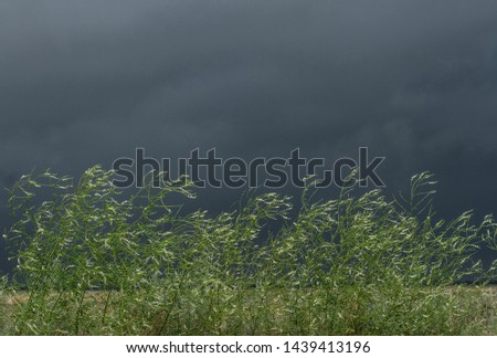 contrast natural background with wind and storm. Thunder Sky and delicate wildflowers