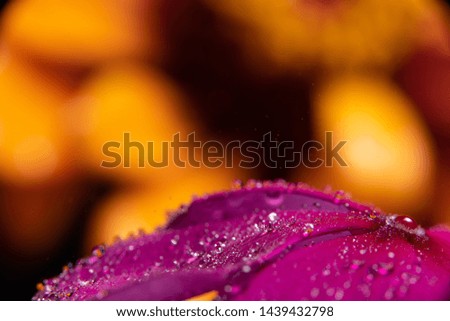 Water drops on a purple magenta vinca flower refract an in focus image on a yellow orange zinnia flower in the background