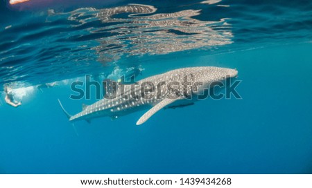 Underwater wide angle shot of a gentle Whale Shark swimming in open ocean in the wild
