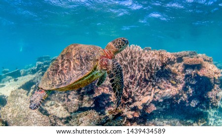 Underwater image of a wild sea turtle swimming in shallow water around colorful coral reef