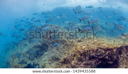 Underwater image of a school of fish swimming in shallow clear water around colorful coral reef