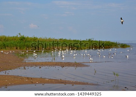Summer landscape of a lake with a sandy beach and seagulls against a background of green grass and a cloudy sky.Lake Ilmen Novgorod region