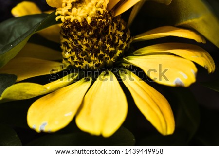 A Picture Of A Yellow Flower
