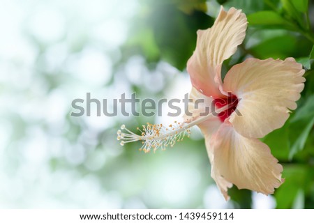 Close up Hibiscus Flower blooming on tree, selective focus, morning light, bokeh background. Hibiscus flower blooming