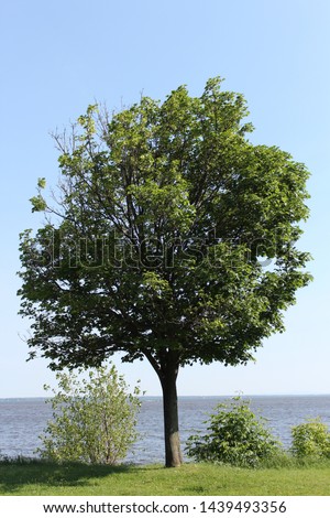 Photograph of tree(s) in bright daylight