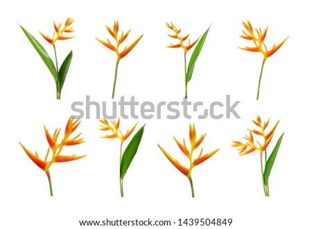 Set of Heliconia flowers isolated on white background. Royalty-Free Stock Photo #1439504849