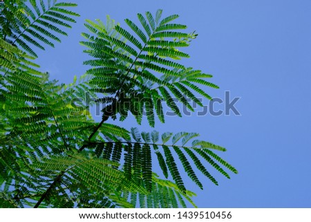 Leaves of Albizia Chinensis tree. Green leaves under the shade of the blue sky. This picture is suitable for wallpaper and background. 