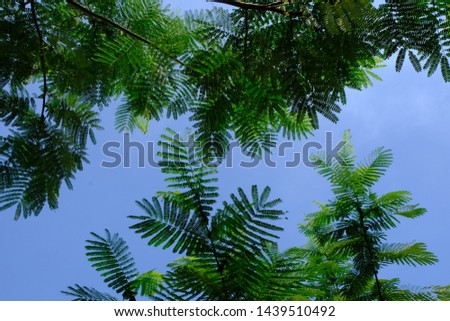 Leaves of Albizia Chinensis tree. Green leaves under the shade of the blue sky. This picture is suitable for wallpaper and background. 
