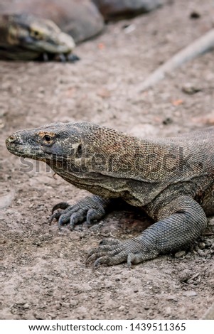 Komodo Dragons at the National Park, Indonesia. Large reptile having rest. Varan laying down on the ground. A dragon crawls along the path on the Rinca Island. Lizard crawling in the earth.