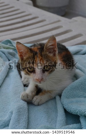Closeup photograph of stray kitten