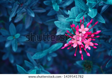 pink flowers blossom on blue leaf, nature background, spiky flowers shape, toned process