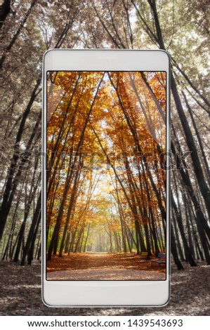 Colorful foliage in the autumn park, smart device concept, improvement of the image to feel real
