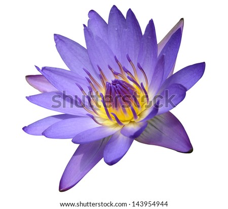 Purple waterlily on white background with clipping path Royalty-Free Stock Photo #143954944
