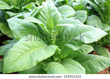 Field of tobacco plants Royalty-Free Stock Photo #143955103