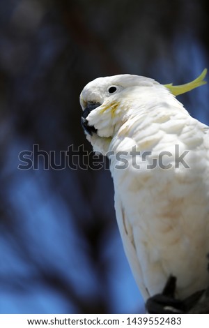 Cockatoo parrot on a tree in Australia