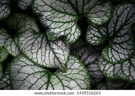 Brunnera macrophylla Sterling Silver leaves