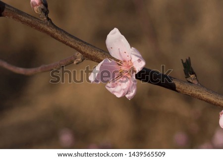 Early spring flower blooming image