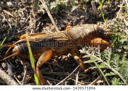 Macro Caucasian brown fen-cricket Gryllotalpa gryllotalpa crawling on the ground in the forest floor in the foothills of the North Caucasus                               