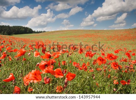 red poppy field. landscape
