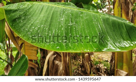 Drops of rain on banana leaves
