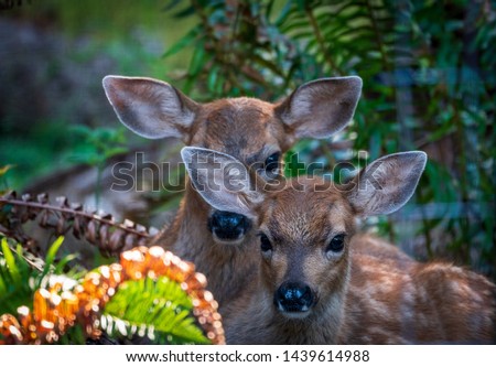 Baby Deer Hiding In Forest Waiting For Their Mother