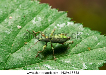 close up view of a green beetle, common leaf weevil  - Phyllobius pyri, sitting on a leaf