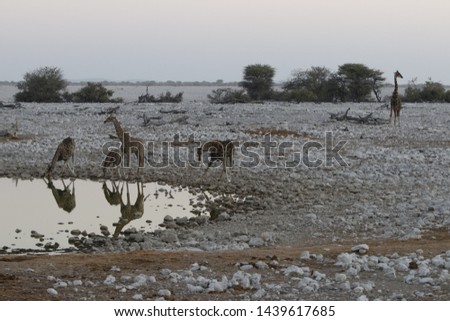Giraffes drinking at a watering hole after unset in Etosha National Park