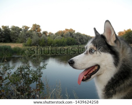 Portrait of a Siberian Husky dog ​​near the river