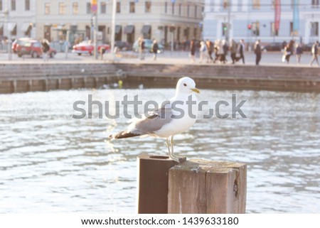 A seagull is siting on a pole on the shores of the Gulf of Finland. Helsinki, Finland