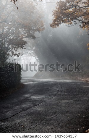 A first person view of a road with sunrays cutting through the mist, and creating beautiful trees shadows textures on the ground