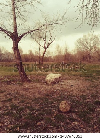 Old football ball near lone tree