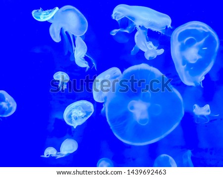 Transparent jelly fish inside aquarium with blue background, Beautiful jellyfish floating in aquarium water.