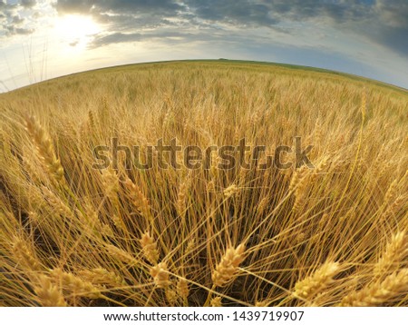 Harvest wheat field in a summer day, with a fisheye lens 
