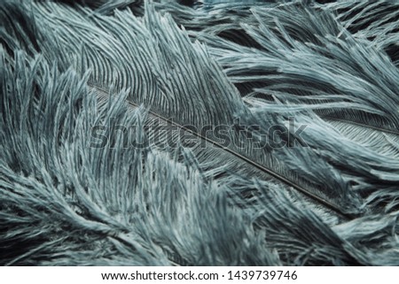 Ostrich feathers texture background. Close-up details.