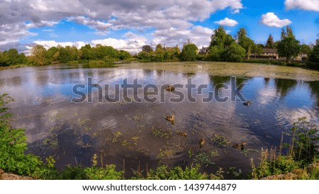 Panorama of ducks on rural village pond under a bright blue sky with clouds.