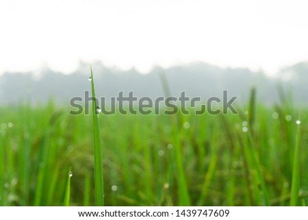 drops of dew on green grass