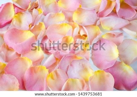 beautiful pink roses petals background	