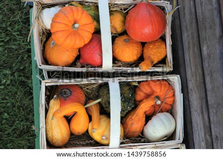 colorful ornamental pumpkins in baskets as fall decoration