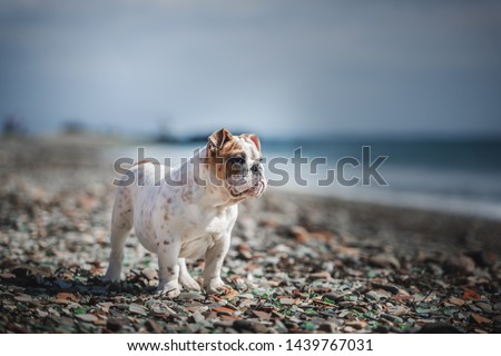 English Bulldog Puppy on the seaside