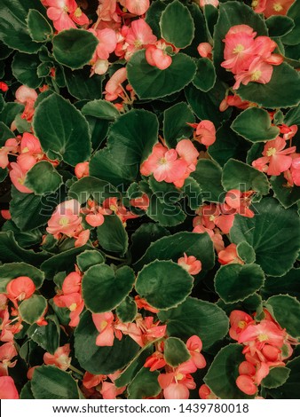 Pattern of beautiful natural red and pink begonia flowers texture full blooming in flower garden for background and wallpaper