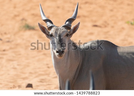 Strong male Eland antelope looks directly into the camera in the Waterberg National Park in Namibia.
