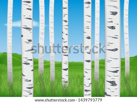view of the green meadow through the realistic trunks of young birches. blue sky with rare clouds. rural landscape
