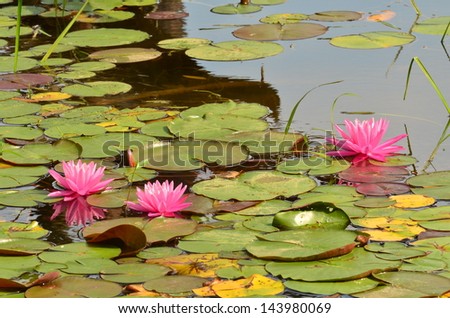 pond lillies Royalty-Free Stock Photo #143980069