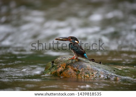 Blue-banded Kingfisher in the nature