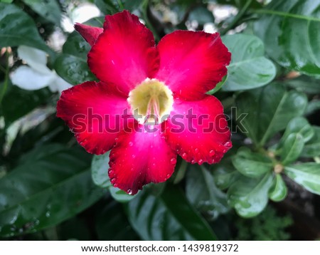 Close up red desert rose with blurry beautiful green leaf background and droplet on petals after raining,red azalea flower