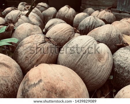 group of coconut background. Thailand