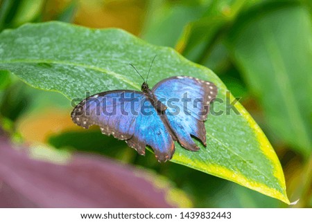 exotic butterfly in tropical garden, lightness flying beauty