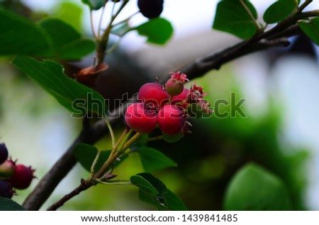The ripened fruits of shadberry on a branch close up